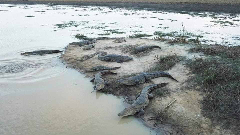קטרגמה Crocodile Park Bungalow מראה חיצוני תמונה